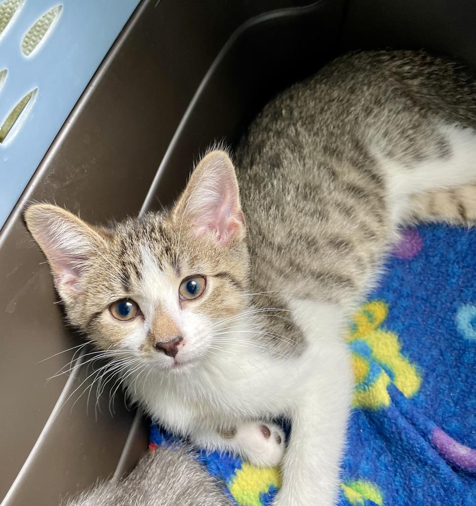 Stormy, Adoptable, Kitten Male Domestic Short Hair.
