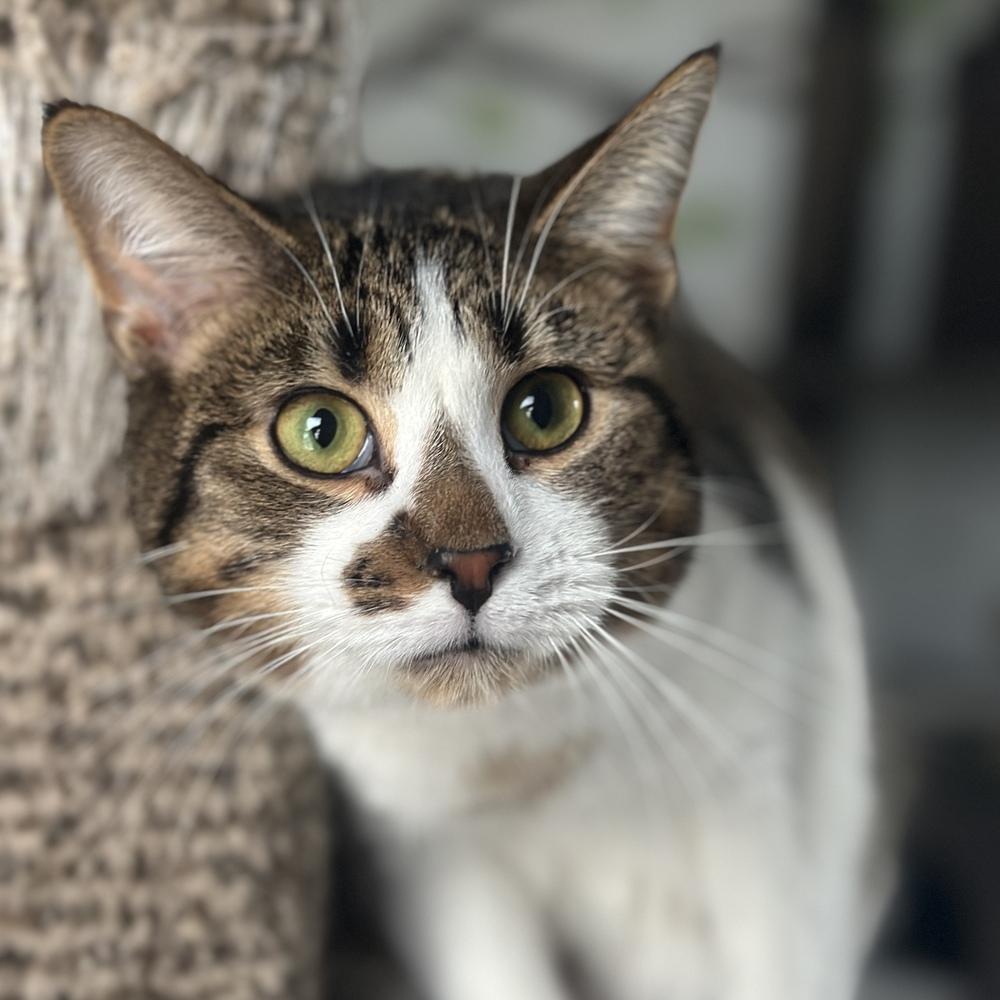 Enlarge Stormy, a Adoptable mixed breed in Columbus, OH image 4/4