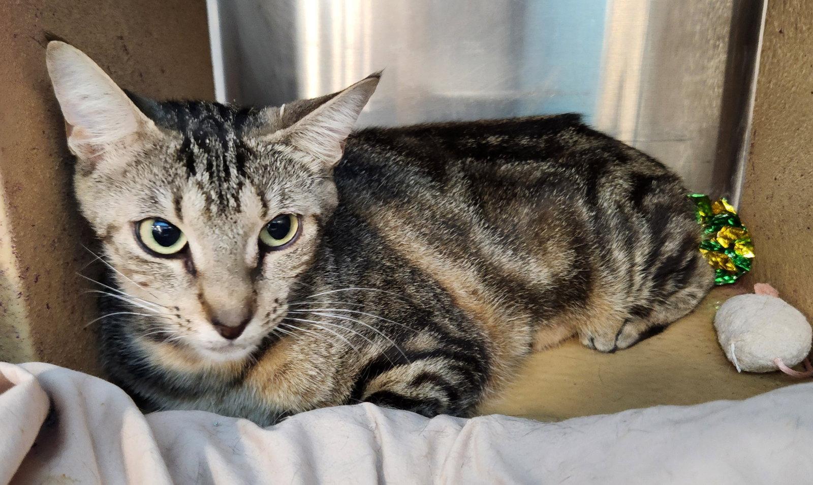 MONICA, Adoptable, Young Female Tabby.