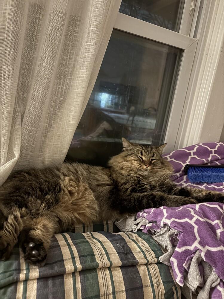 Dusty, Adoptable, Adult Female Domestic Long Hair.