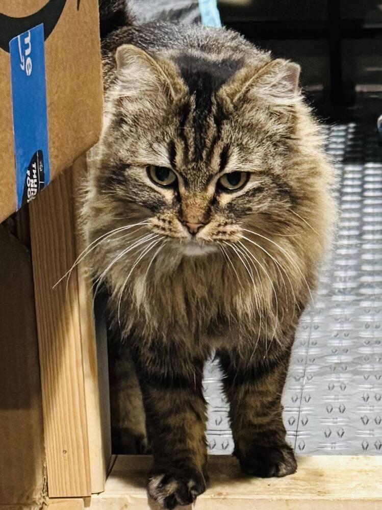 Enlarge Dusty, a Adoptable mixed breed in Lincoln, NE image 2/4