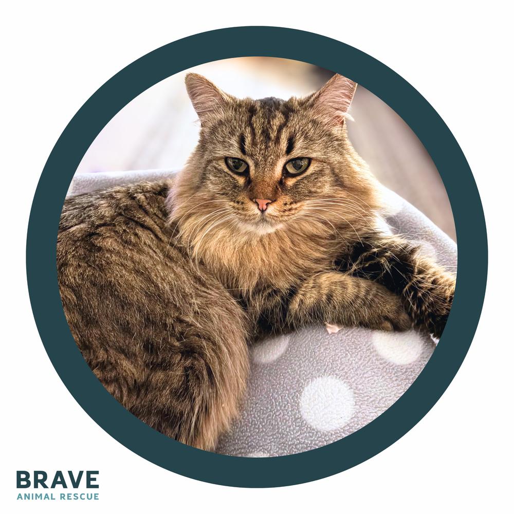 Enlarge Dusty, a Adoptable mixed breed in Lincoln, NE image 3/4