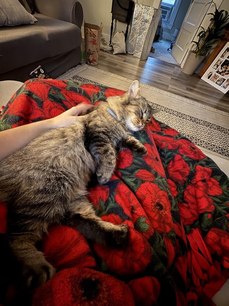 Enlarge Dusty, a Adoptable mixed breed in Lincoln, NE image 4/4