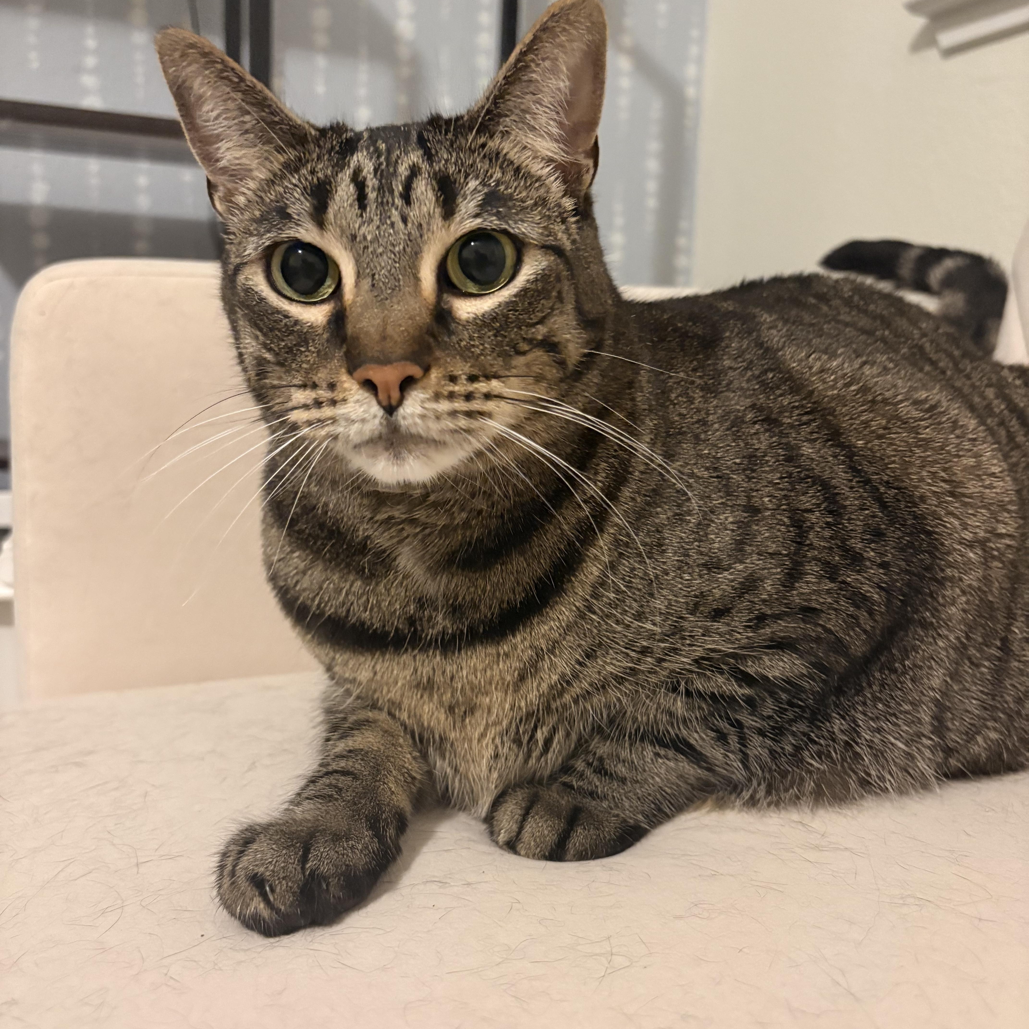 Sophie, Adoptable, Adult Female Domestic Short Hair.