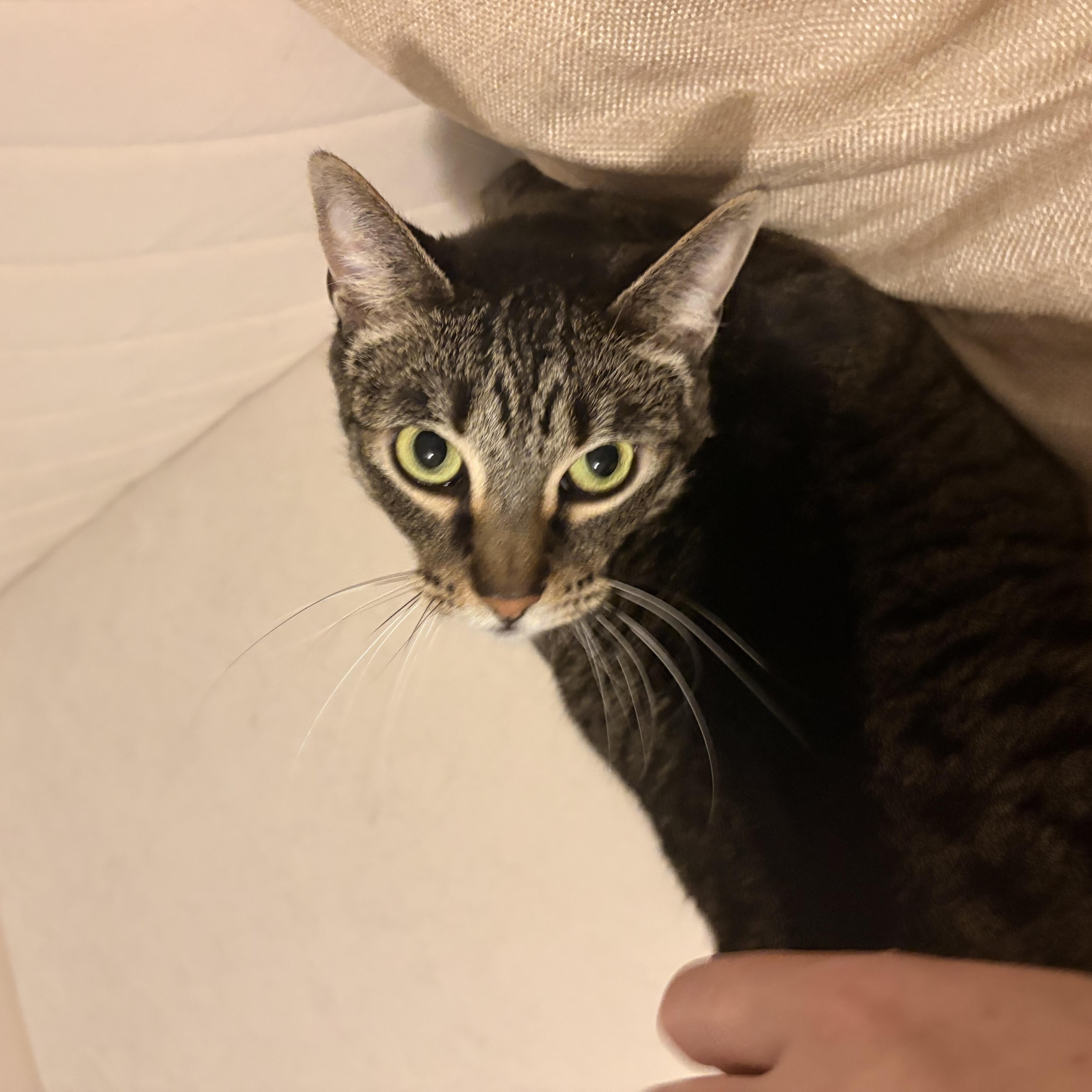 Enlarge Sophie, a Adoptable Domestic Short Hair in Lathrop , CA image 4/5