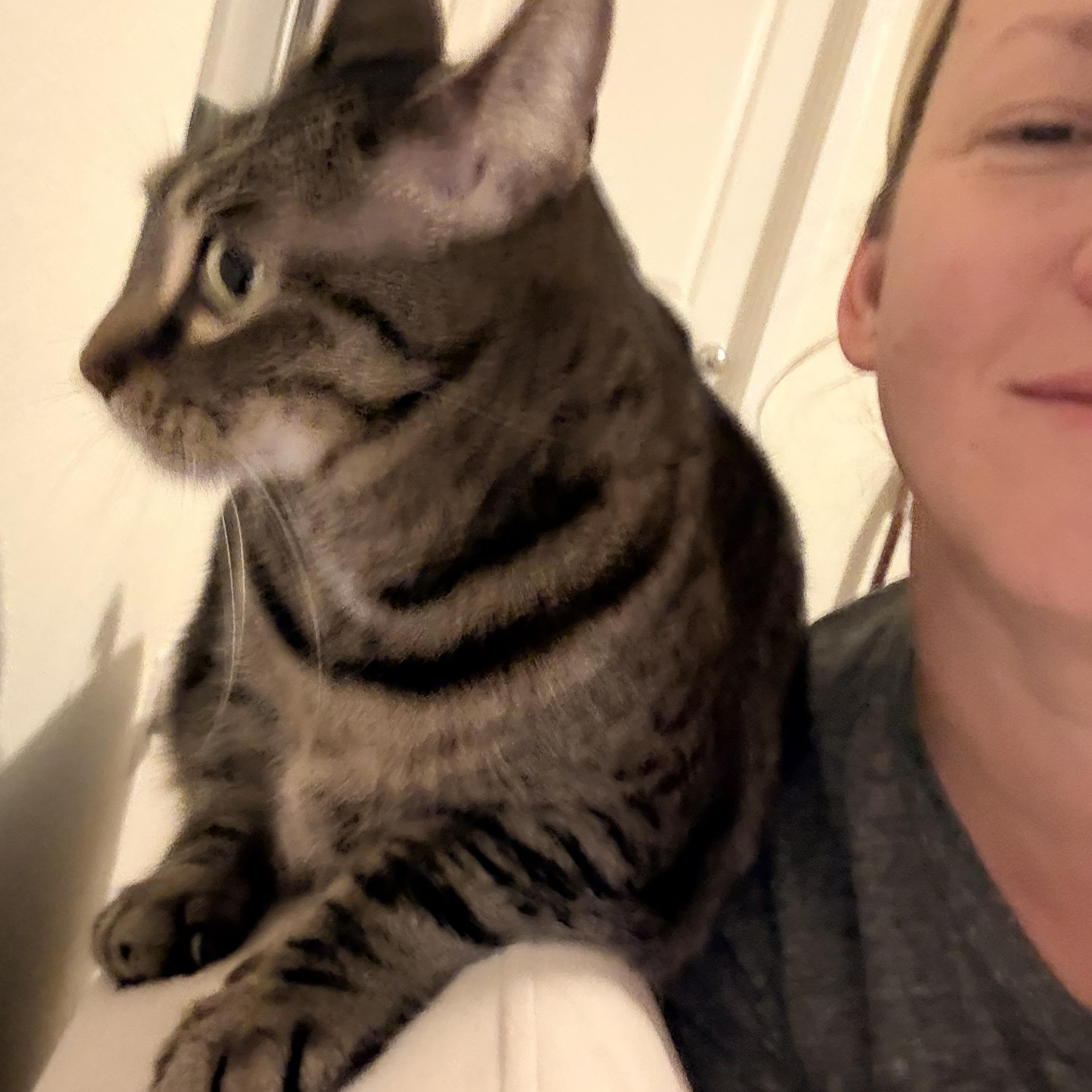 Enlarge Sophie, a Adoptable Domestic Short Hair in Lathrop , CA image 5/5