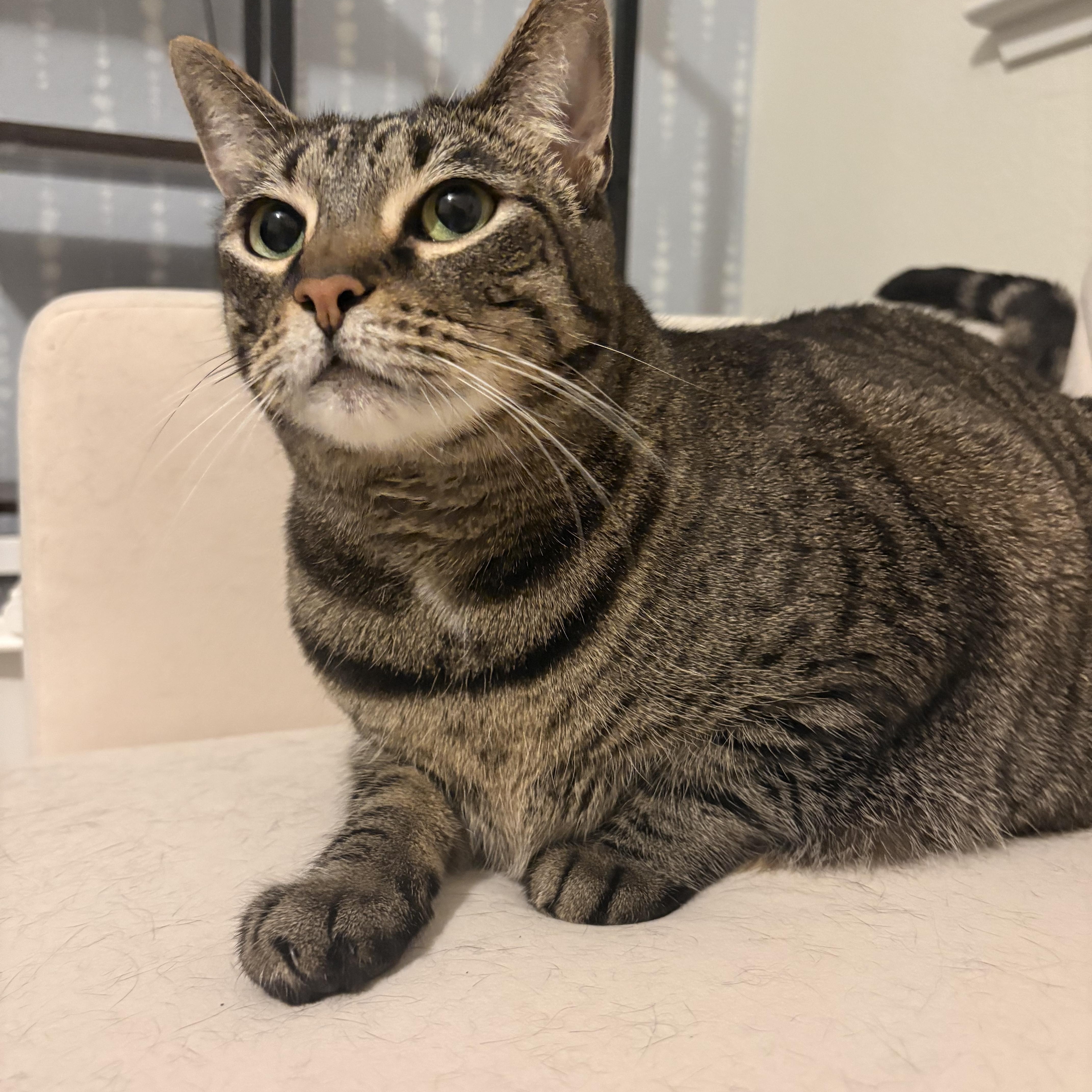 Enlarge Sophie, a Adoptable Domestic Short Hair in Lathrop , CA image 2/5