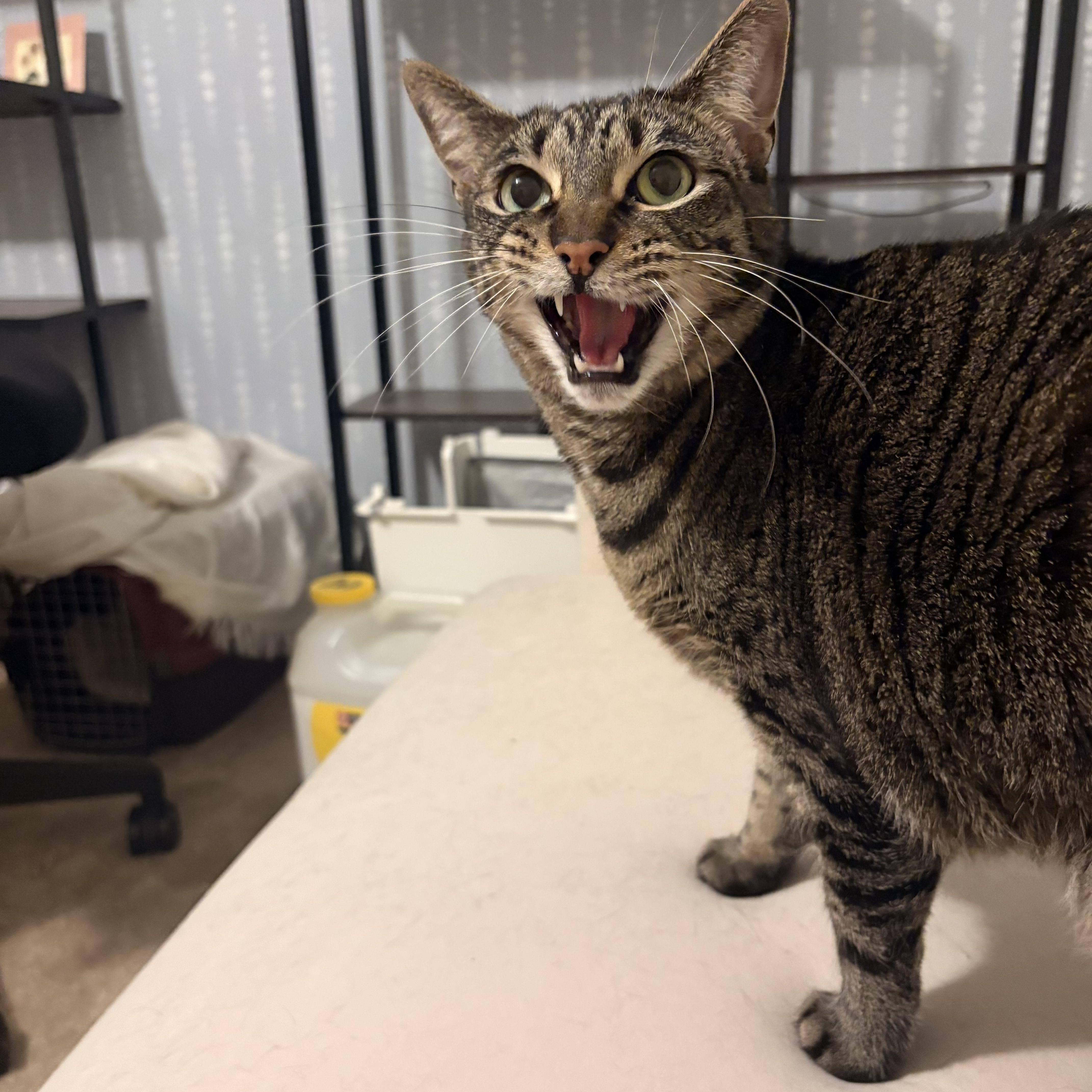 Enlarge Sophie, a Adoptable Domestic Short Hair in Lathrop , CA image 3/5