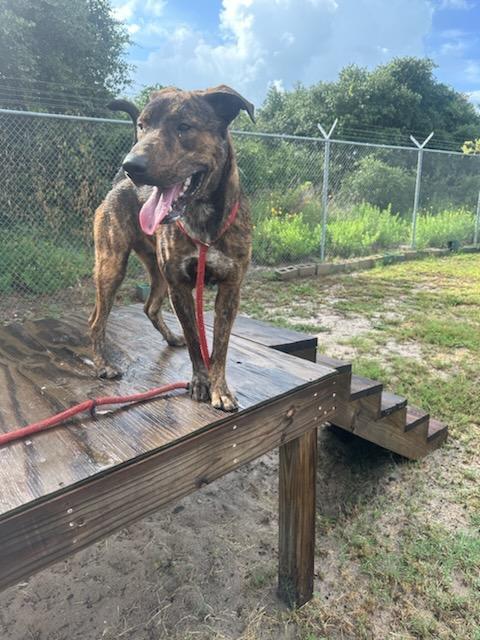 Enlarge TIGGER, a Adoptable mixed breed in Rockdale, TX image 4/5