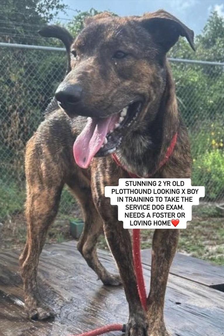 TIGGER, Adoptable, Young Male Plott Hound.