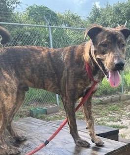 Enlarge TIGGER, a Adoptable mixed breed in Rockdale, TX image 2/5