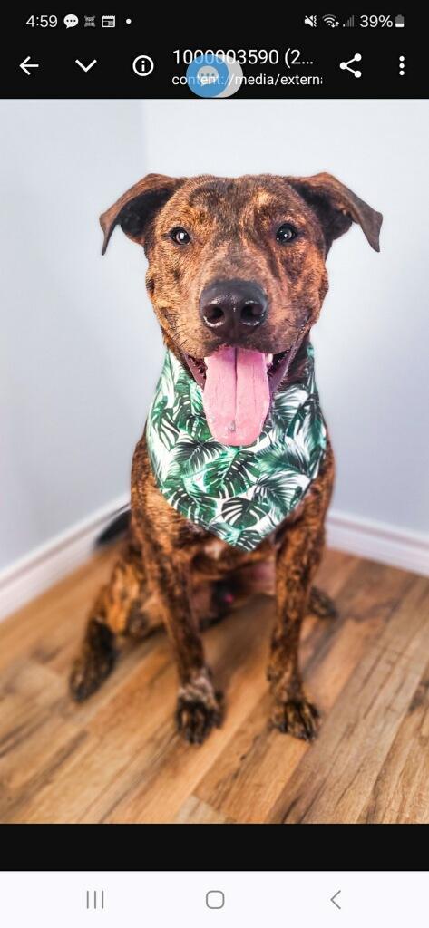 Enlarge TIGGER, a Adoptable mixed breed in Rockdale, TX image 3/5