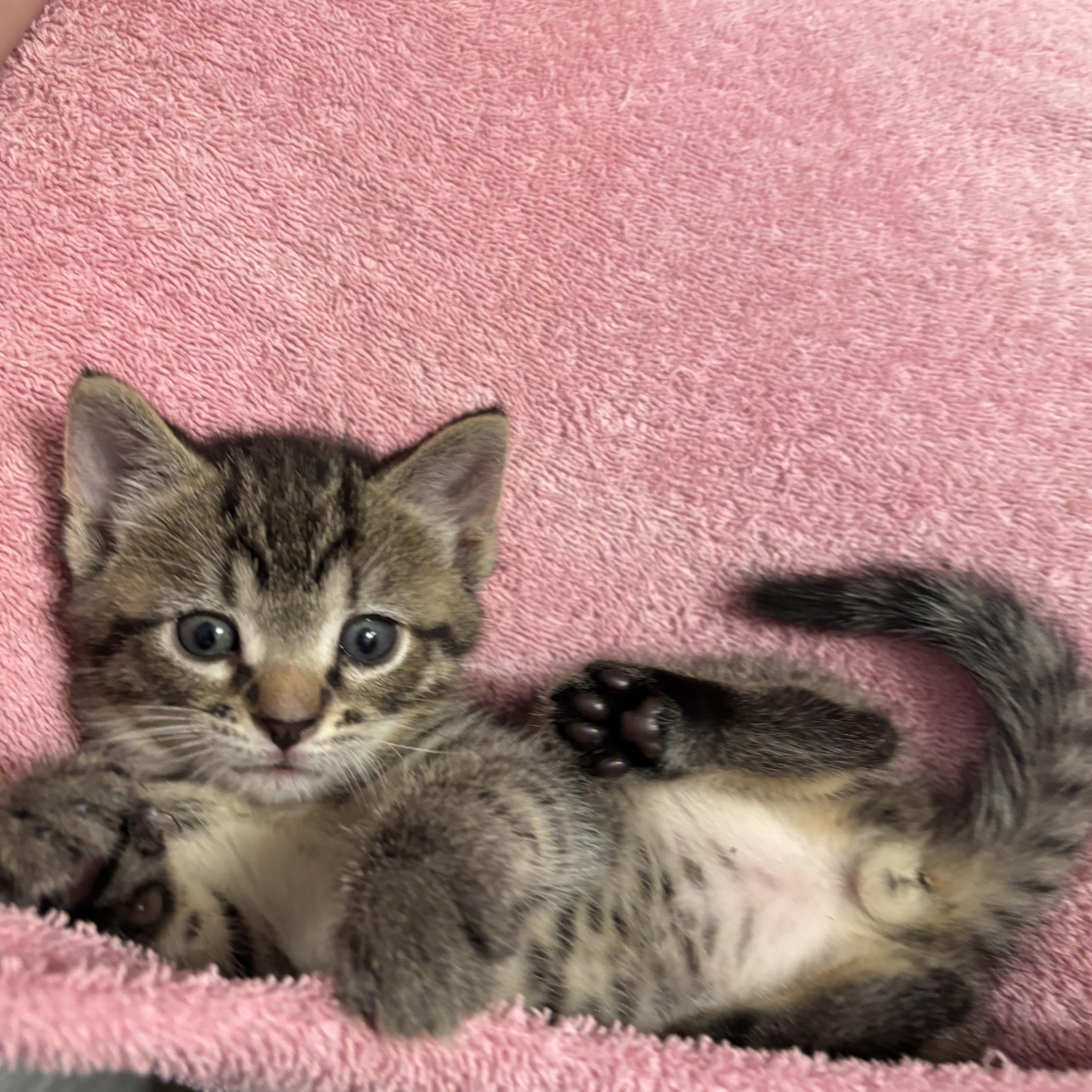 Fish, ADOPTABLE, Kitten Male American Shorthair.