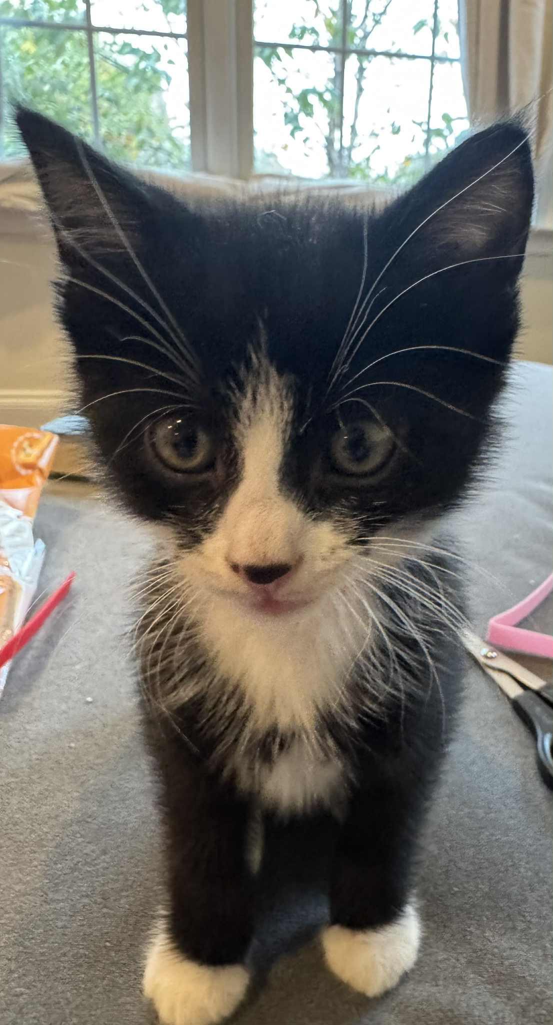 Doc, Adopted, Young Male American Shorthair.