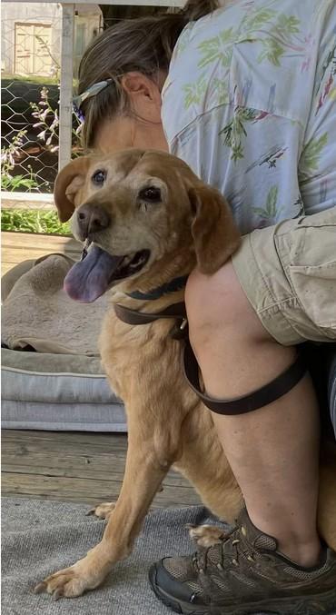Enlarge Simba, a ADOPTABLE mixed breed in Landenberg, PA image 2/3