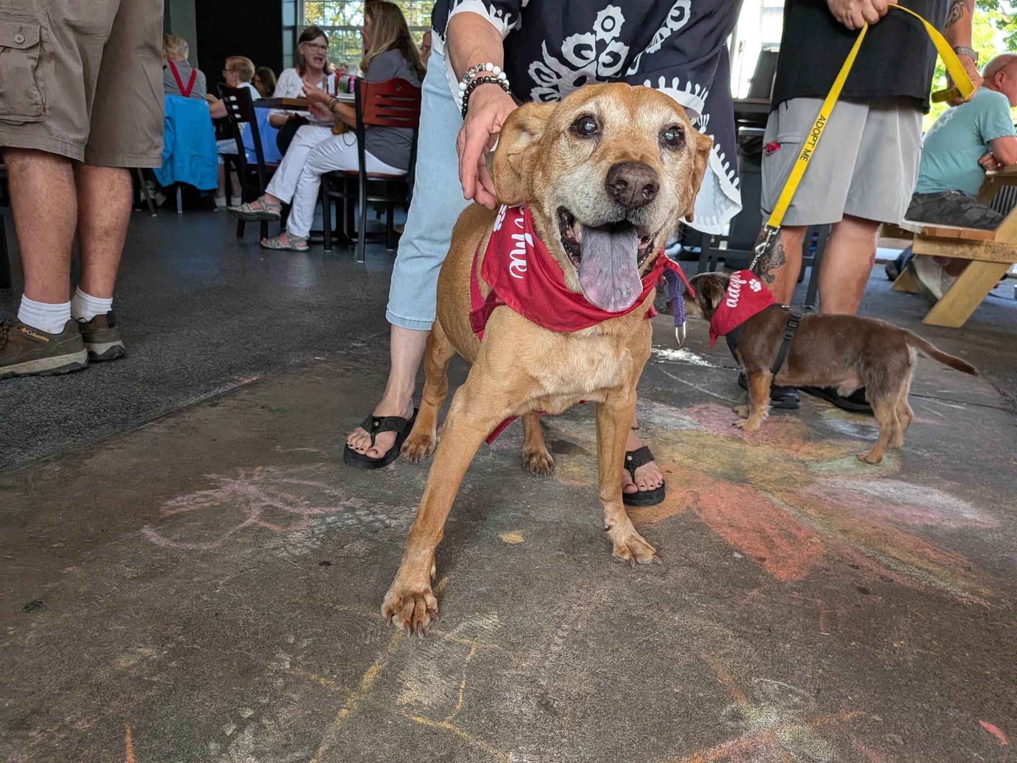 Simba, ADOPTABLE, Senior Male Labrador Retriever.