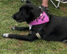 Molly, Adoptable, Adult Female Australian Cattle Dog / Blue Heeler.