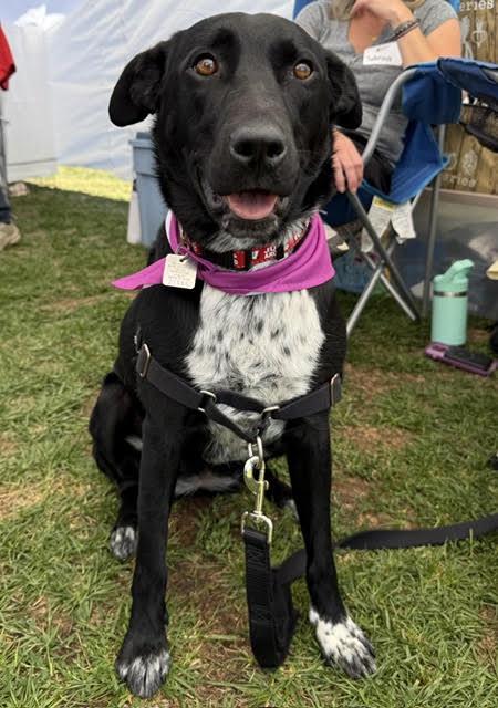 Enlarge Molly, a Adoptable Australian Cattle Dog / Blue Heeler in Evergreen, CO image 2/3