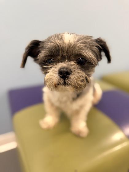 Rex (with Kaisey), adopted, Adult Male Shih Tzu.