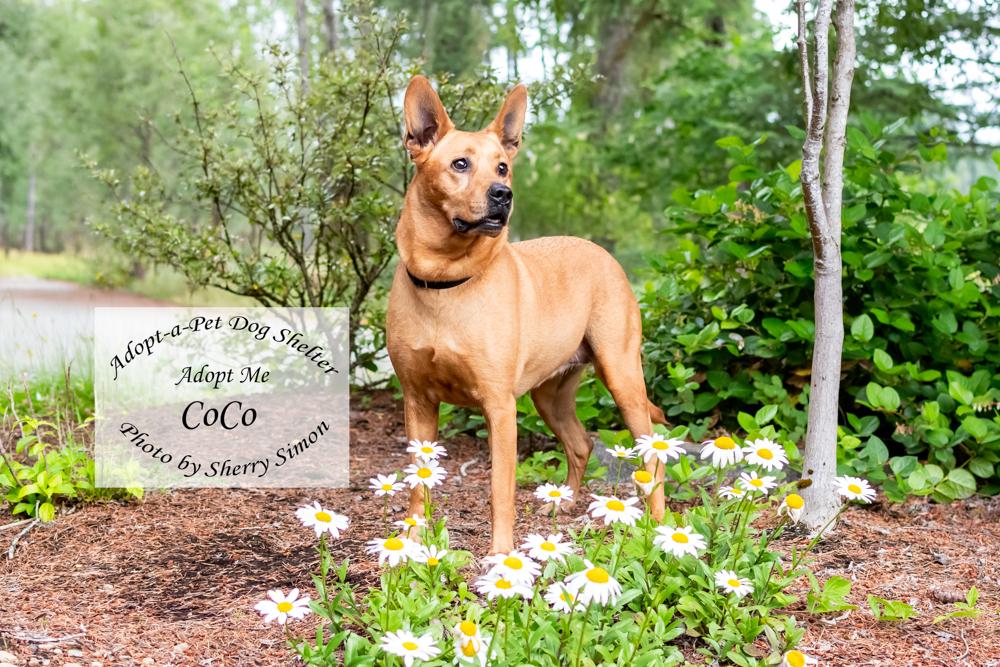 COCO, an adopted mixed breed in Shelton, WA image 6/6