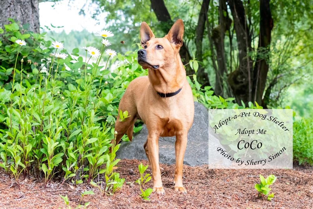 COCO, an adopted mixed breed in Shelton, WA image 4/6