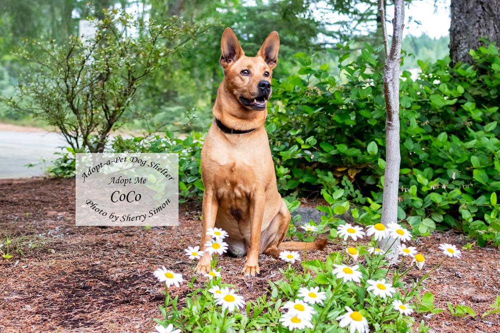 COCO, an adopted mixed breed in Shelton, WA image 3/6