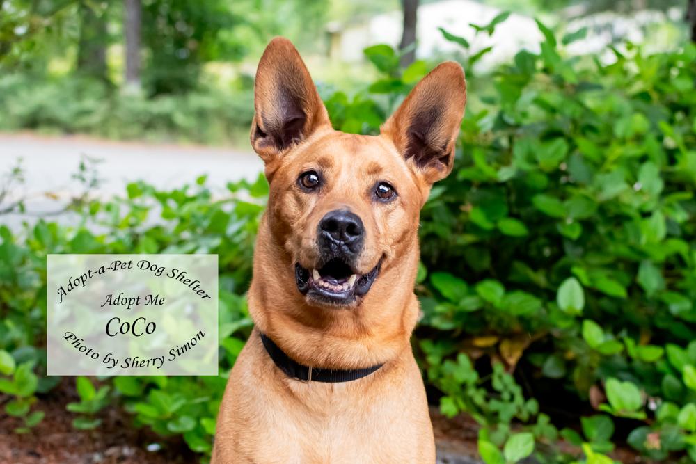 COCO, an adopted mixed breed in Shelton, WA image 1/6