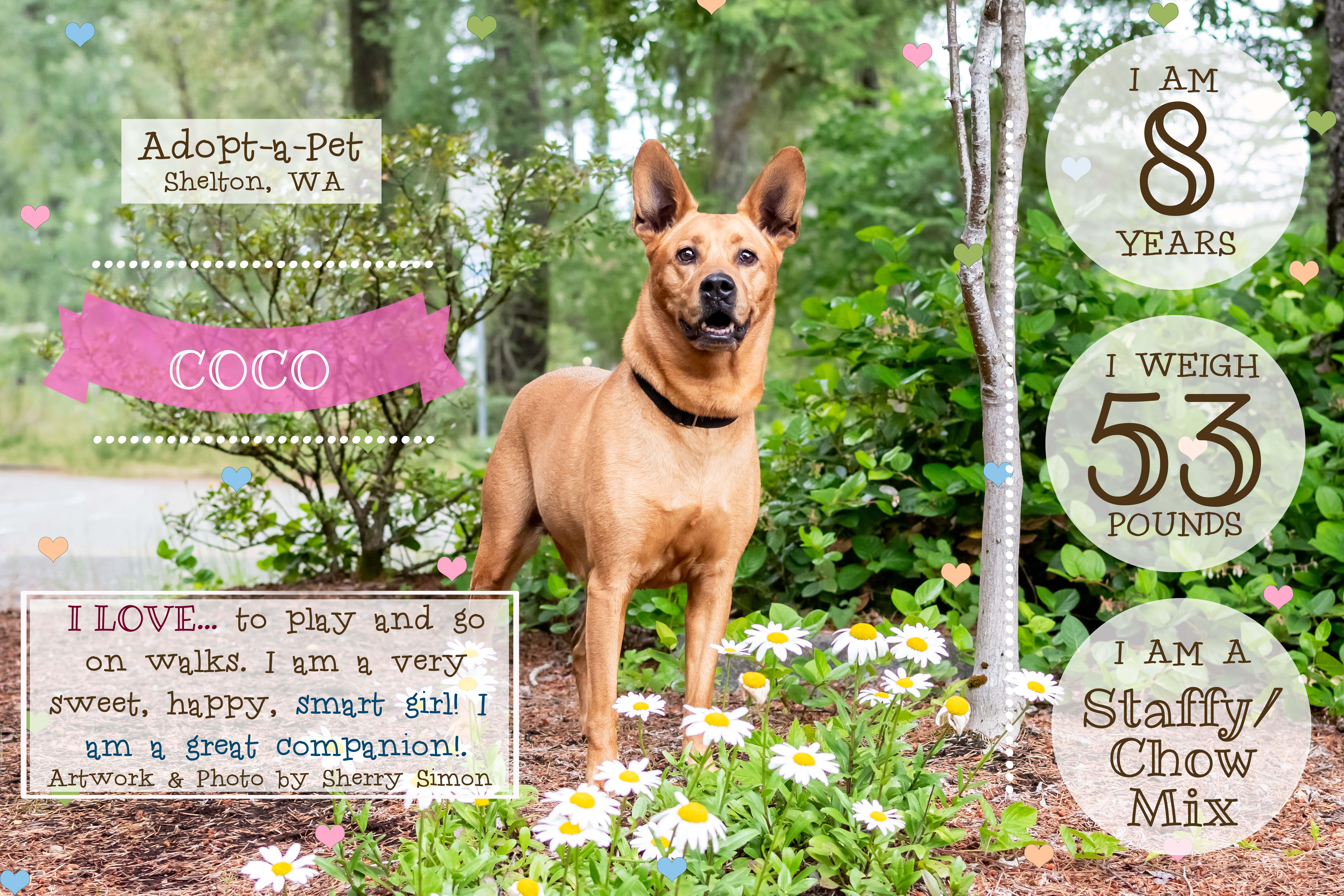 COCO, an adopted mixed breed in Shelton, WA image 2/6