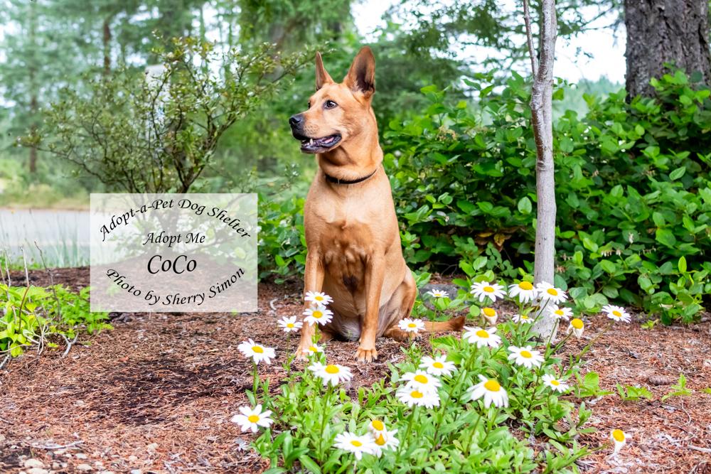 COCO, an adopted mixed breed in Shelton, WA image 5/6