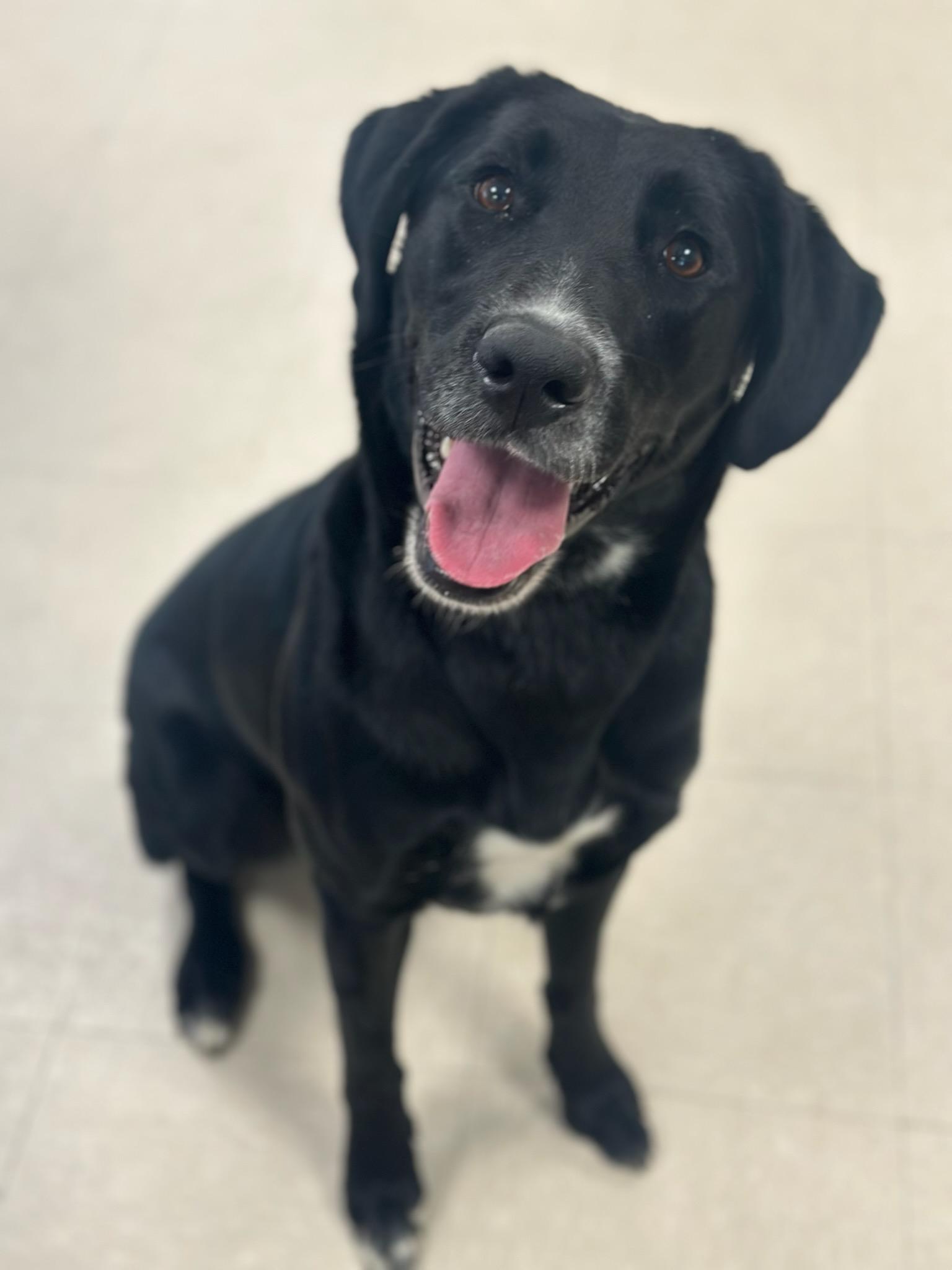 Enlarge Sadie , an adopted Labrador Retriever in Clayton, NJ image 3/3