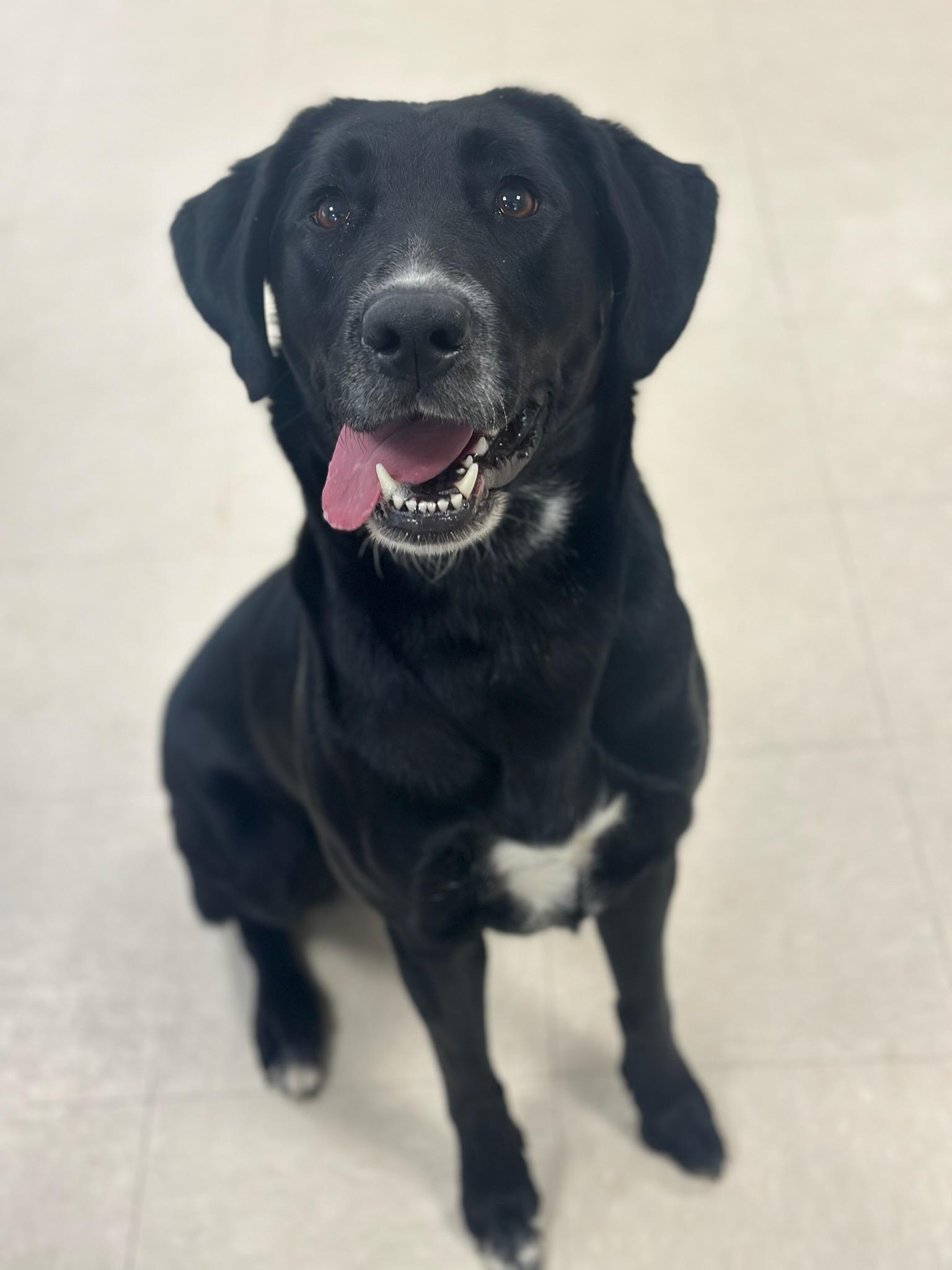 Enlarge Sadie , an adopted Labrador Retriever in Clayton, NJ image 2/3