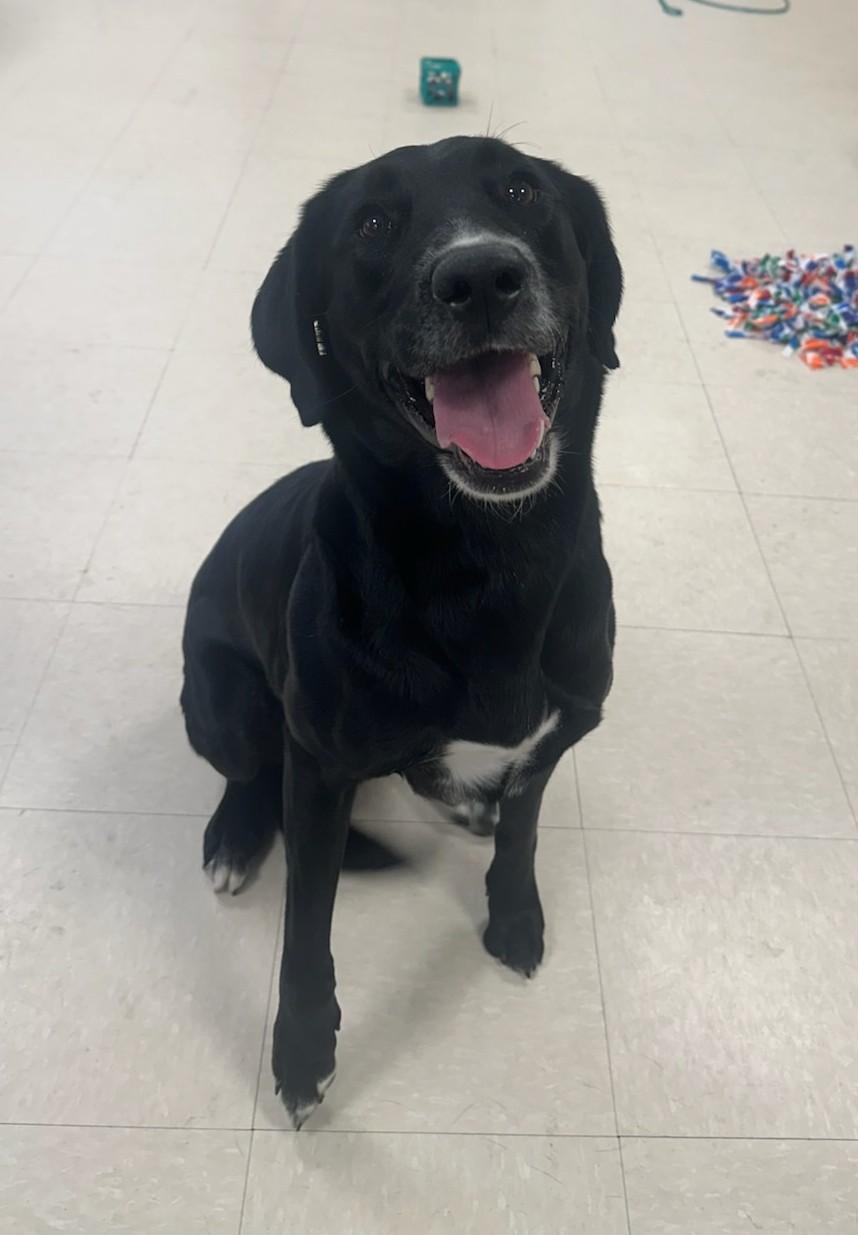 Sadie , adopted, Adult Female Labrador Retriever.