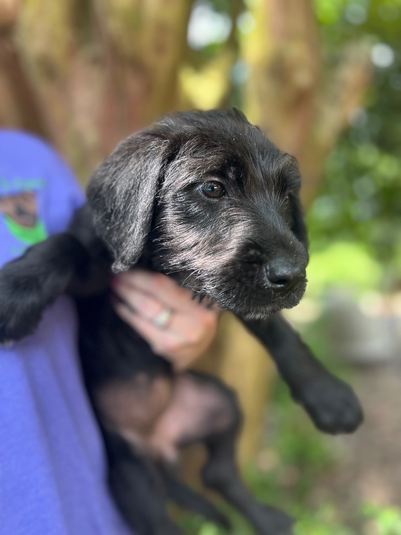 Annie - Arriving in July, a Adopted Mixed Breed in Berwick, ME image 1/10