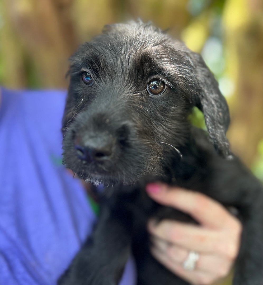 Annie - Arriving in July, Adopted, Puppy Female Mixed Breed.