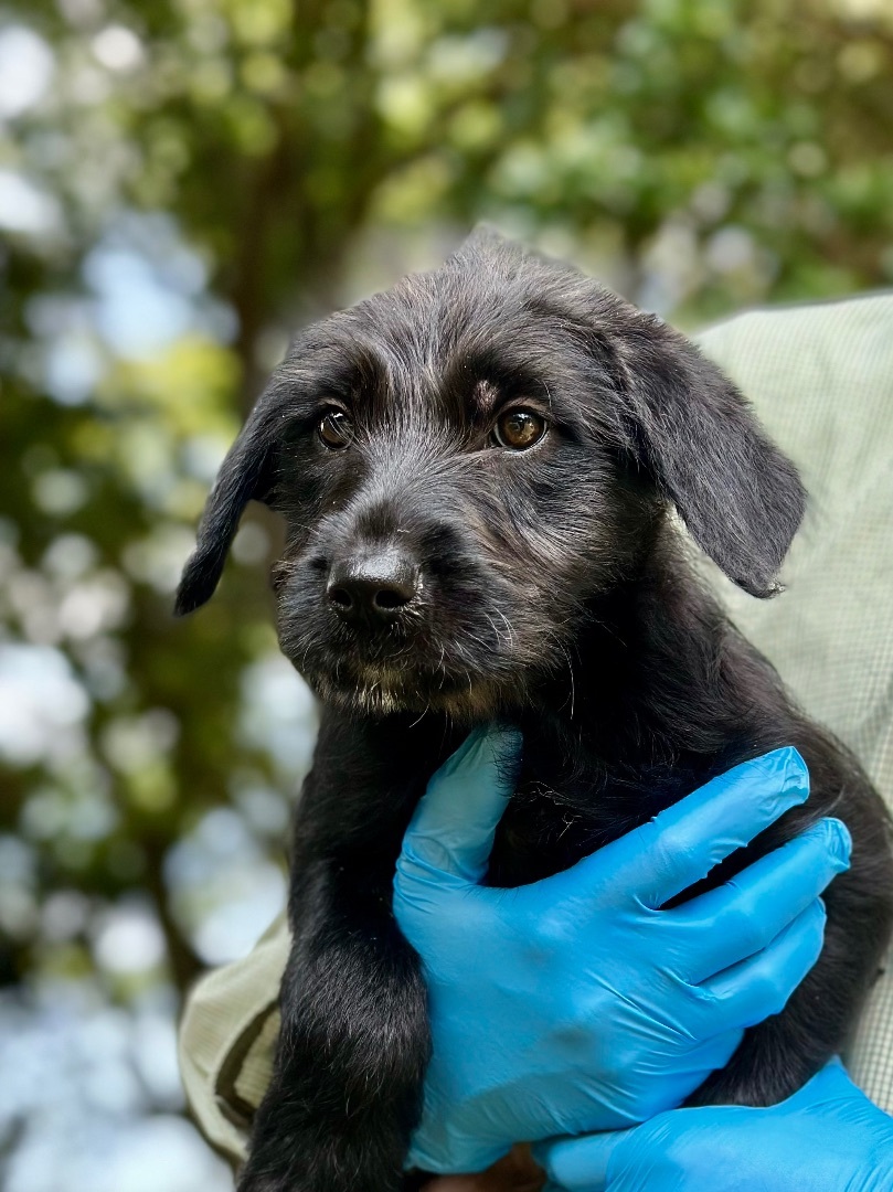 Annie - Arriving in July, a Adopted Mixed Breed in Berwick, ME image 3/10