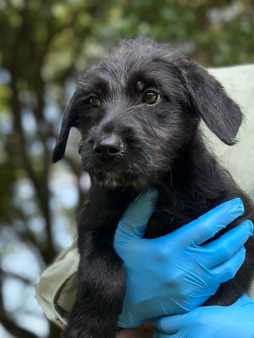 Annie - Arriving in July, a Adopted Mixed Breed in Berwick, ME image 4/10
