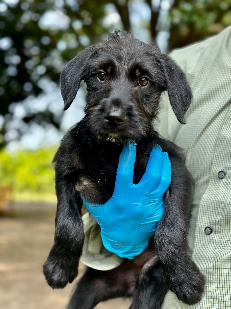 Annie - Arriving in July, a Adopted Mixed Breed in Berwick, ME image 5/10