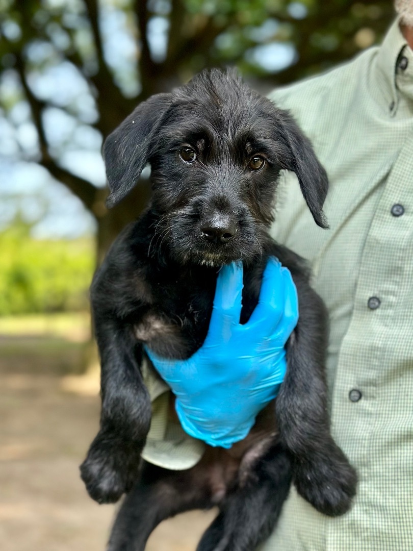 Annie - Arriving in July, a Adopted Mixed Breed in Berwick, ME image 6/10