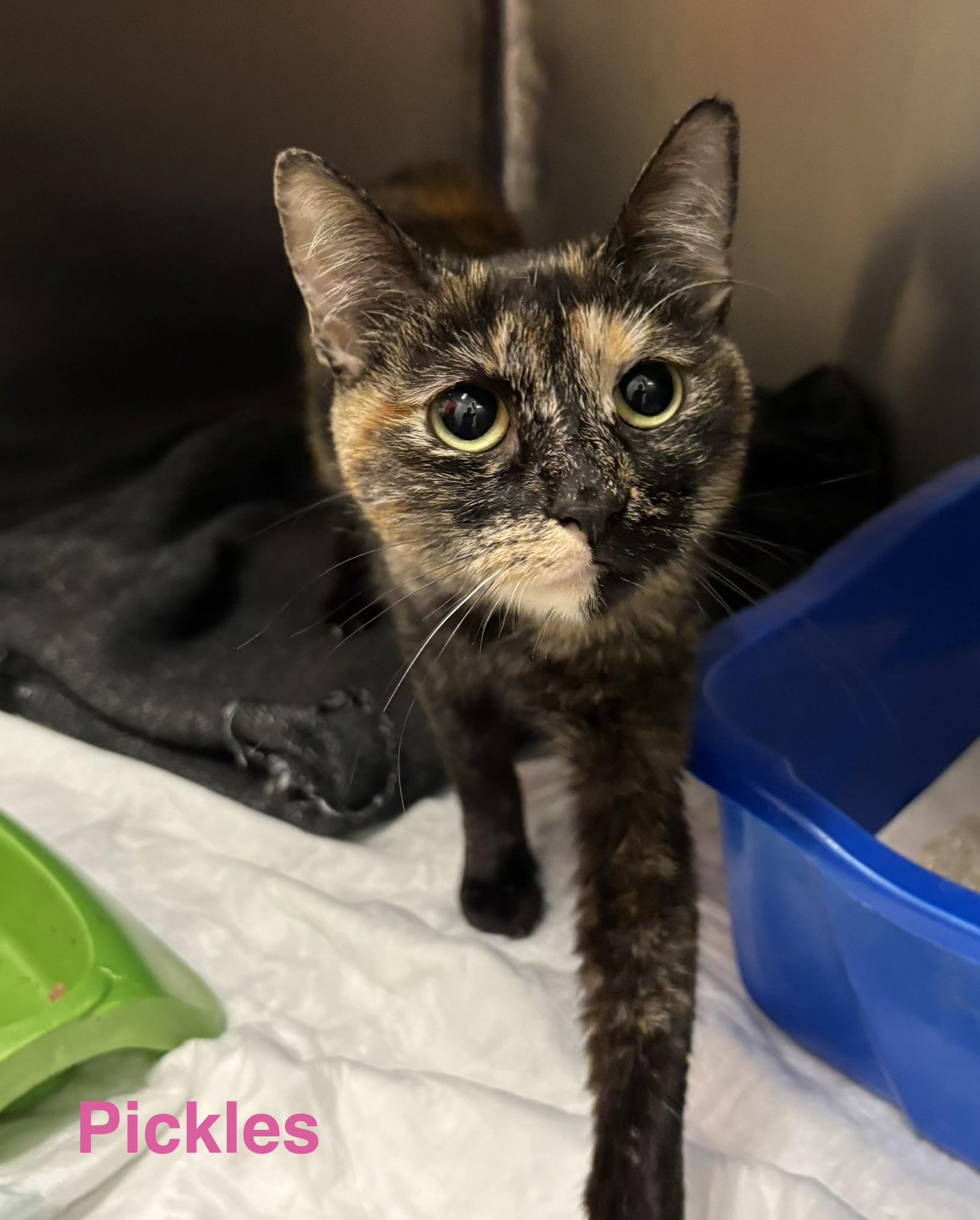Pickles, ADOPTABLE, Adult Female Tortoiseshell.