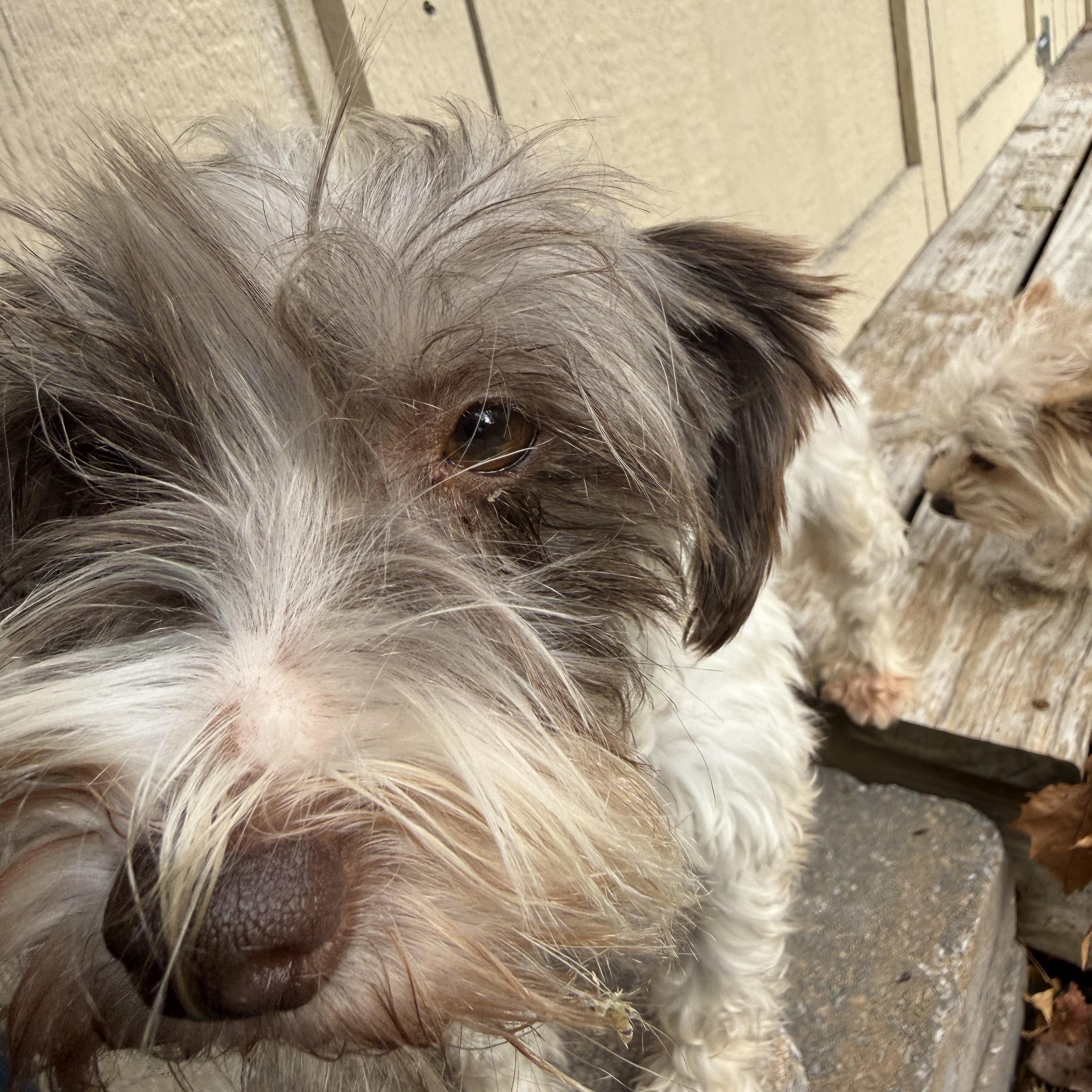 Fritzi , a Adoptable Miniature Schnauzer in Broken Arrow, OK image 2/6