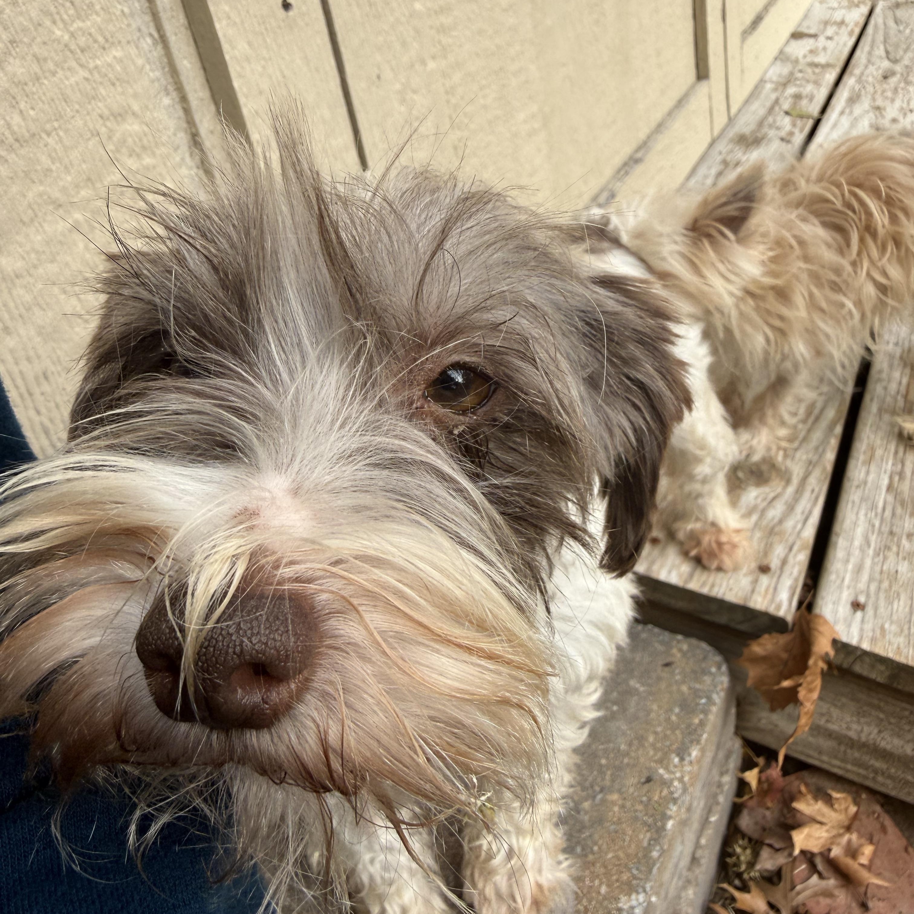 Fritzi , a Adoptable Miniature Schnauzer in Broken Arrow, OK image 3/6