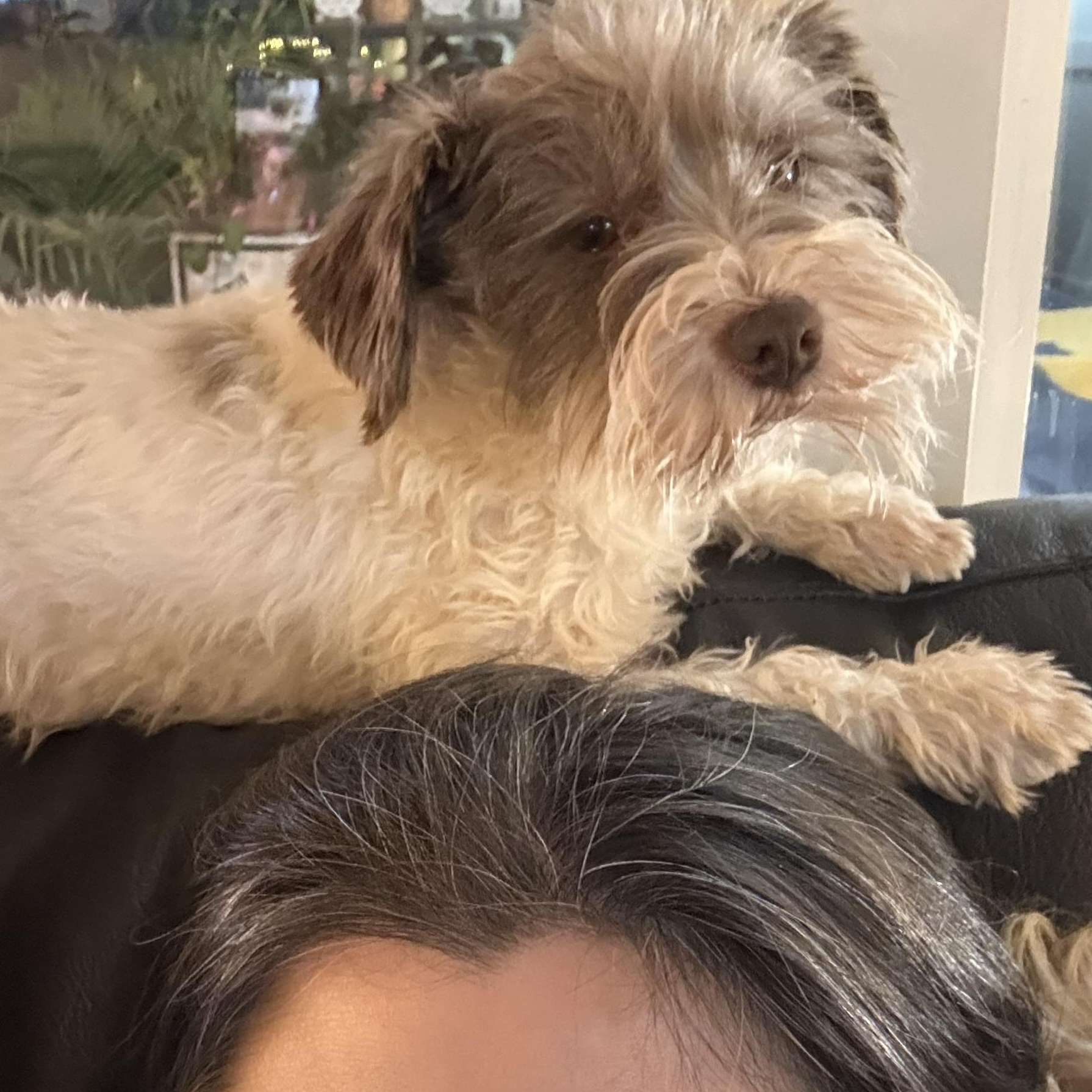 Fritzi , a Adoptable Miniature Schnauzer in Broken Arrow, OK image 4/6