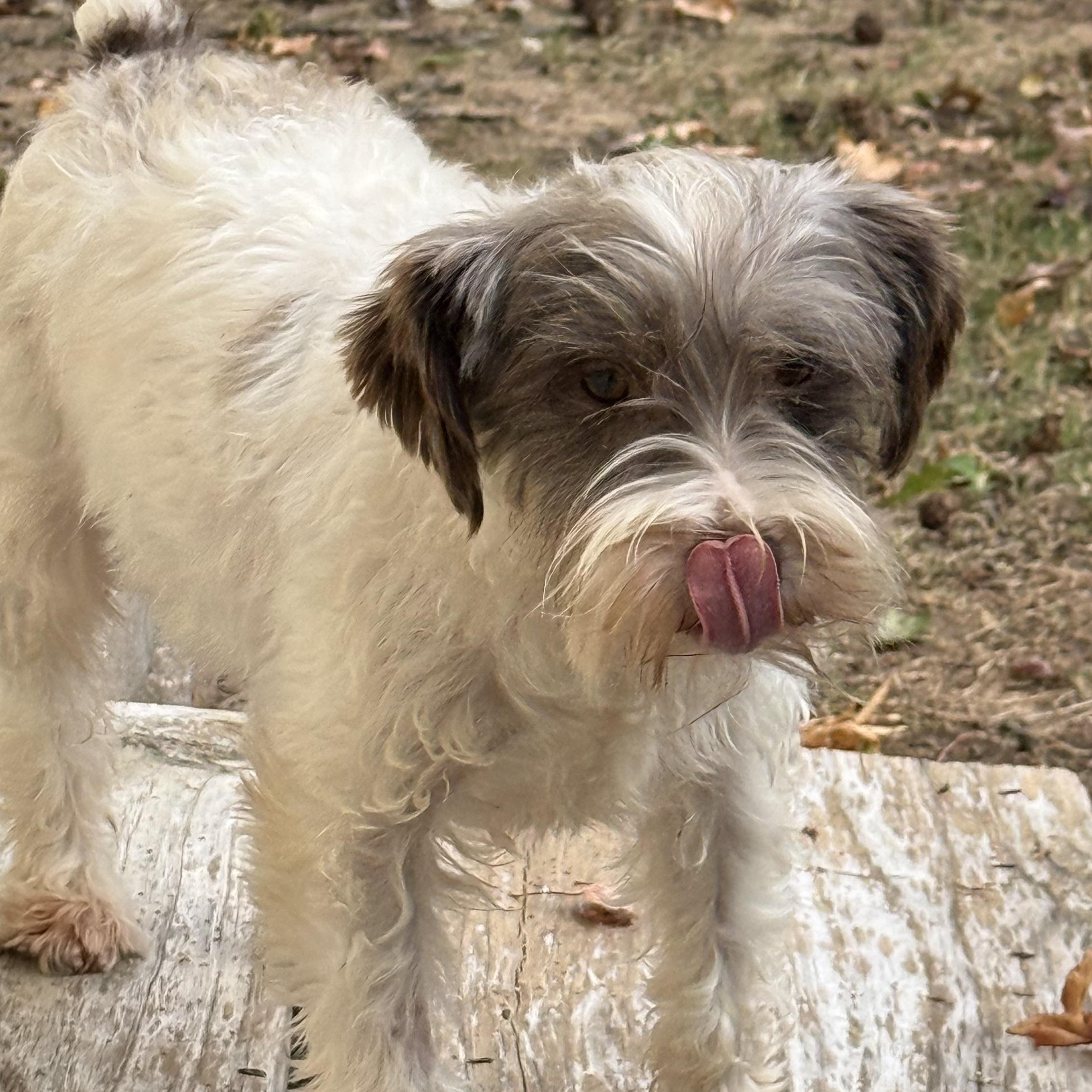 Fritzi , Adoptable, Young Female Miniature Schnauzer.