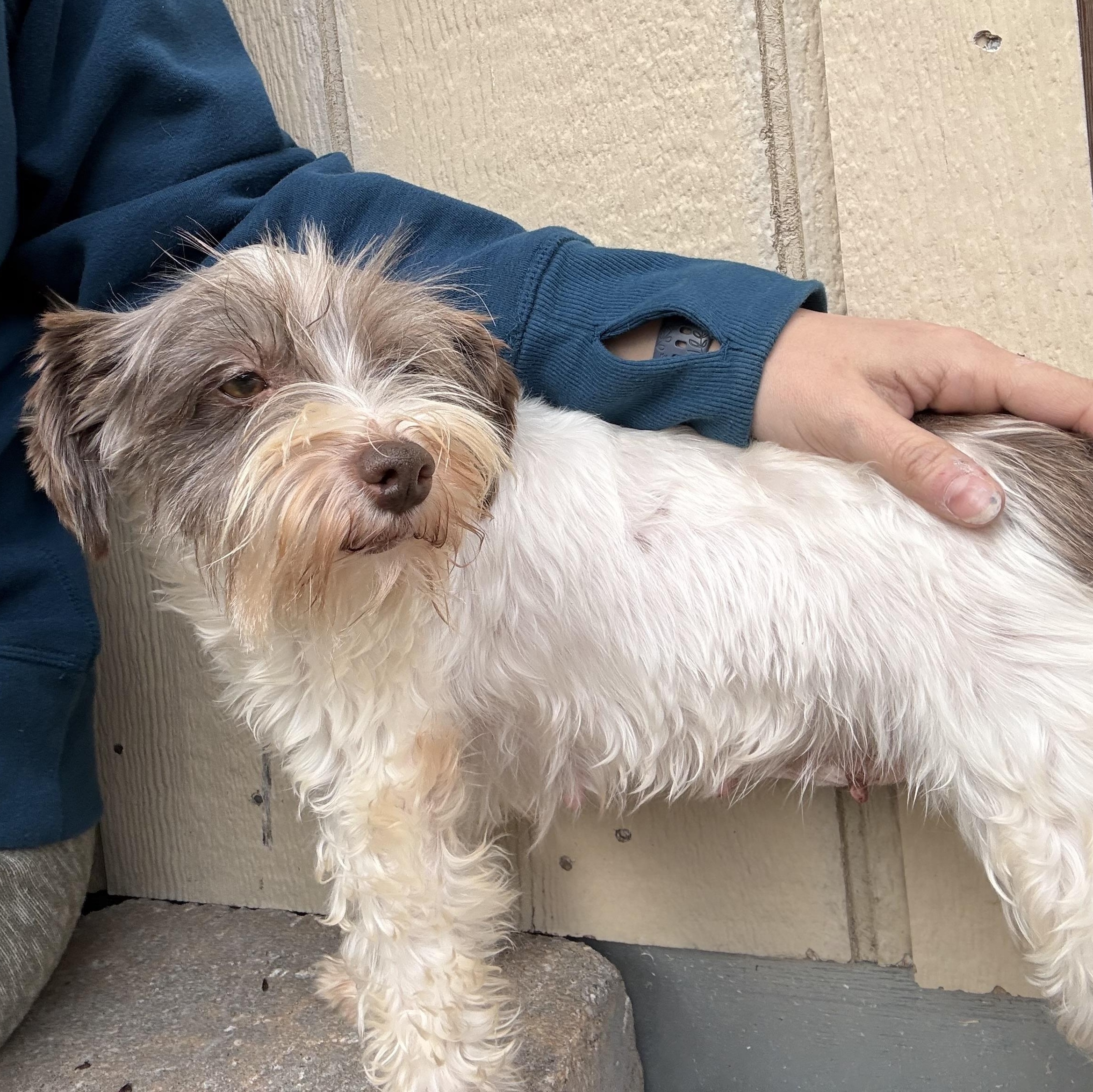 Fritzi , a Adoptable Miniature Schnauzer in Broken Arrow, OK image 5/6