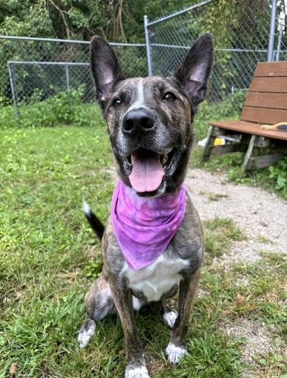 Enlarge Hades, a ADOPTABLE German Shepherd Dog in Lafayette, IN image 1/1