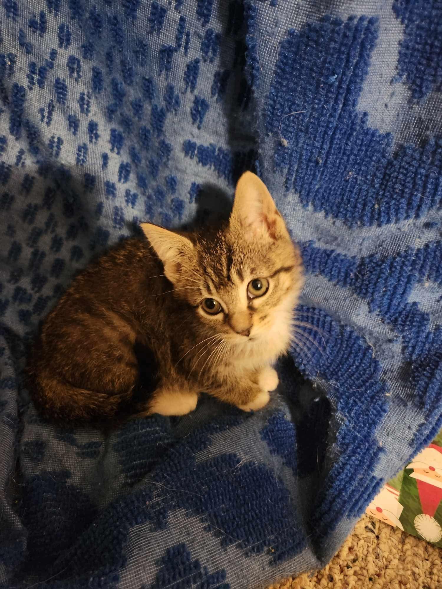 Kittens!!! photo 5