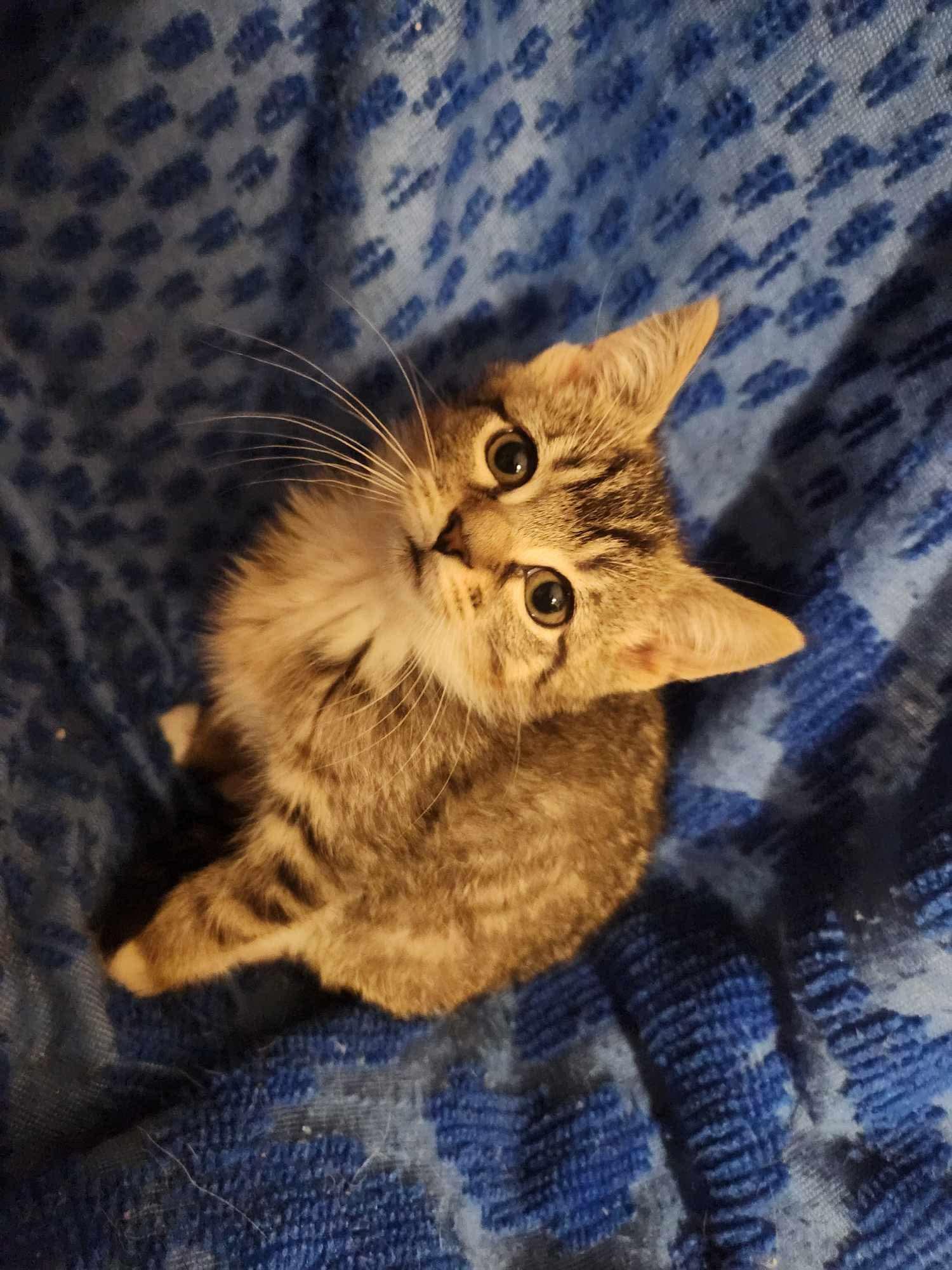 Kittens!!!, Baby Female American Shorthair