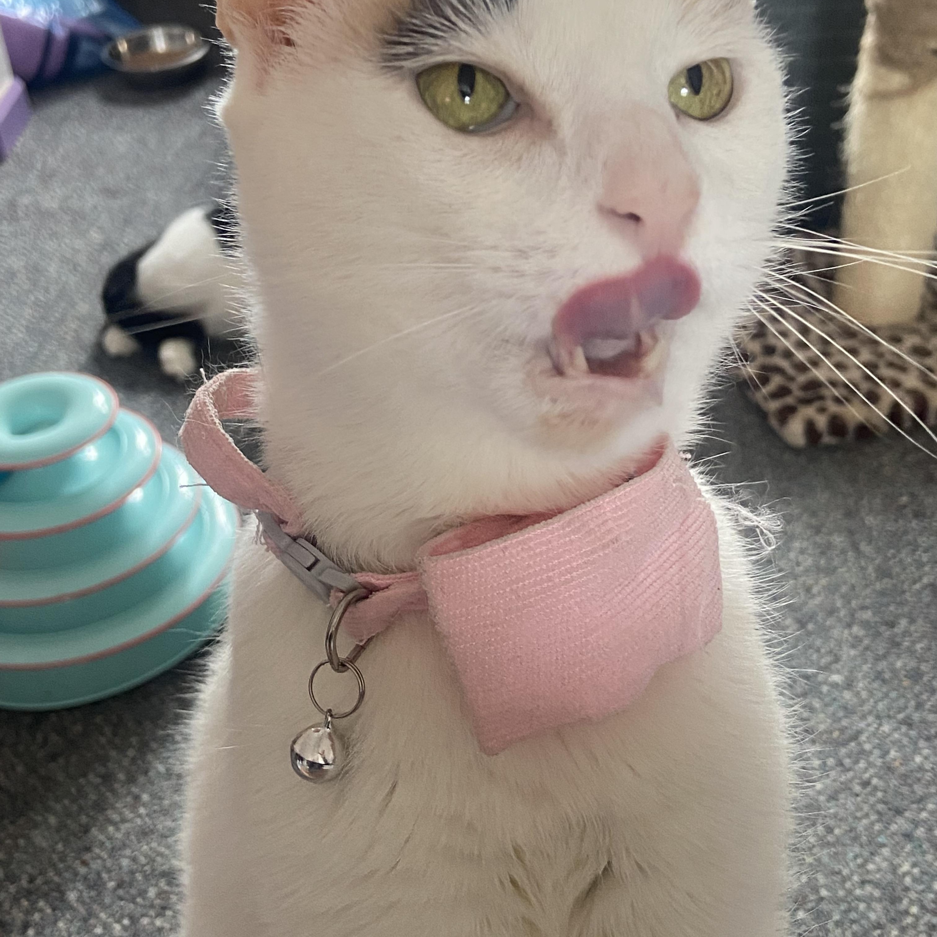 Enlarge Snowflake, a ADOPTABLE mixed breed in Bayside, NY image 2/6
