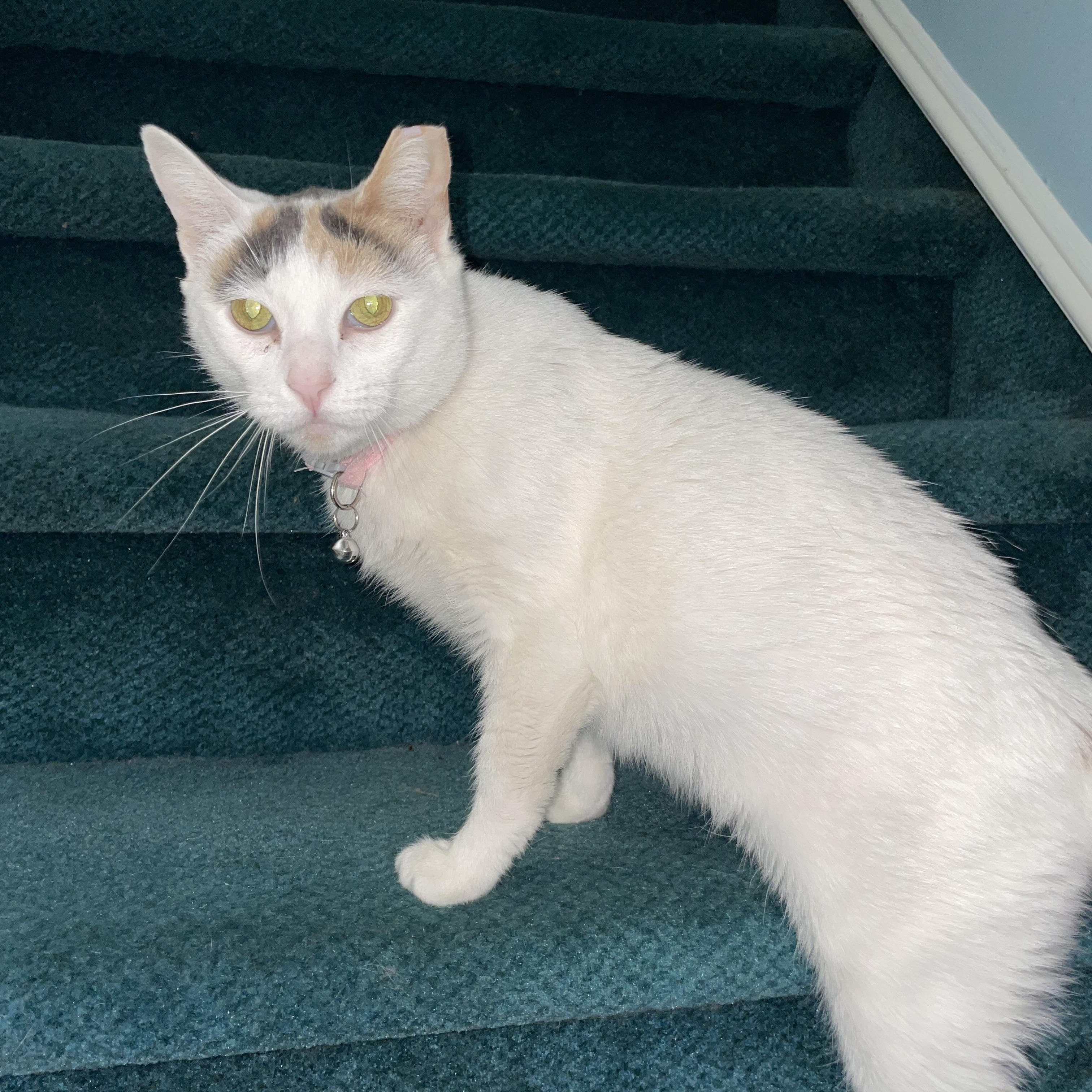 Enlarge Snowflake, a ADOPTABLE mixed breed in Bayside, NY image 6/6