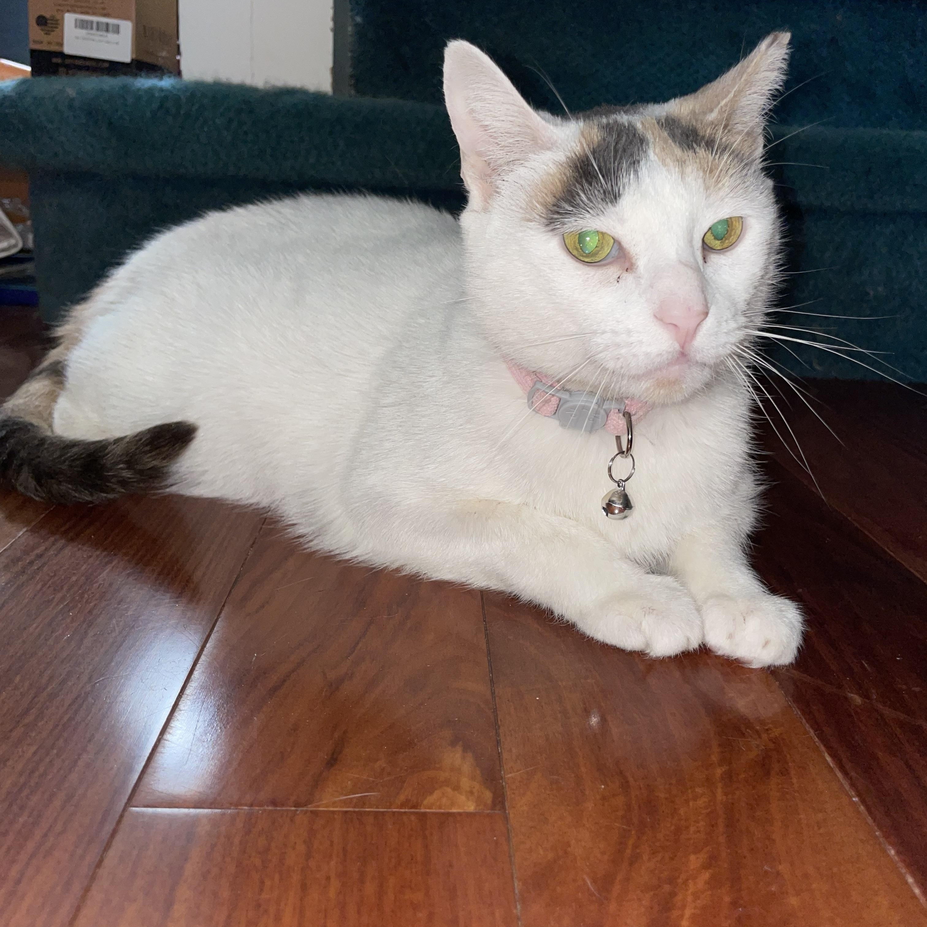 Enlarge Snowflake, a ADOPTABLE mixed breed in Bayside, NY image 5/6